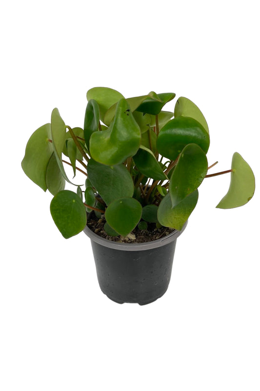 Peperomia polybotrya 'Raindrop'