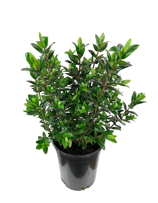 Hebe 'Sunset Boulevard' 1 Gallon - The Garden Corner