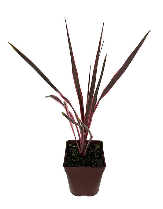 Cordyline 'Southern Splendor' Quart - The Garden Corner