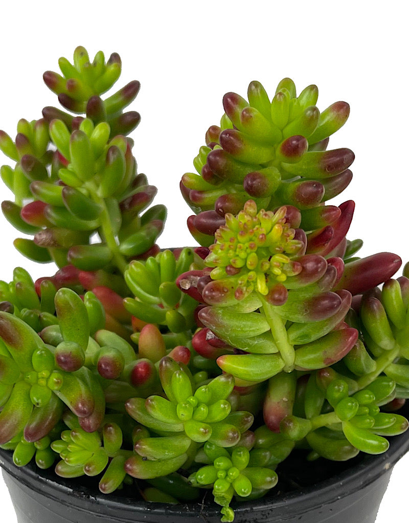 Sedum 'Aurora' 1 Gallon