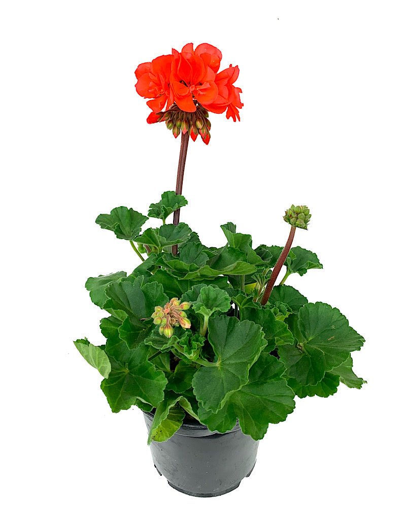 Geranium Presto Geranium Zonal 'Presto Dark Salmon' – The Garden Corner