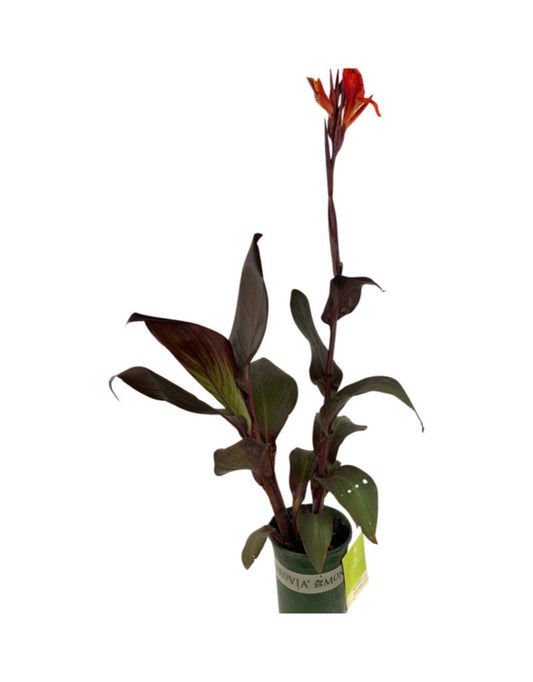 Canna 'Cleopatra Red'