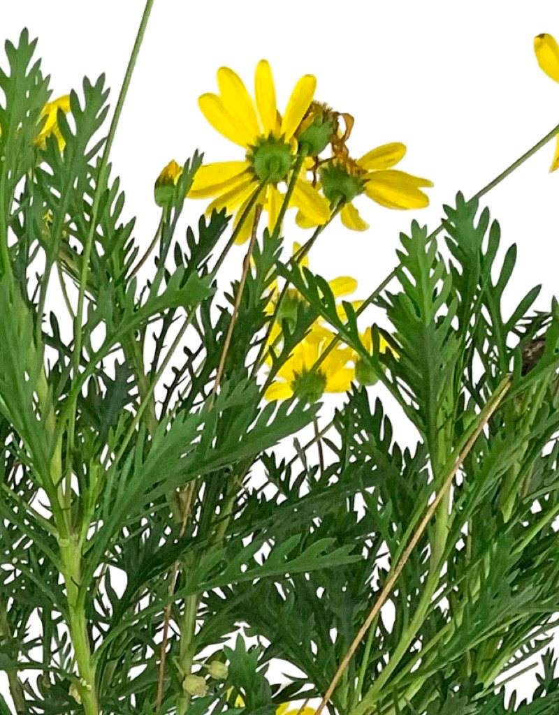 Euryops pectinatus 'Viridis'