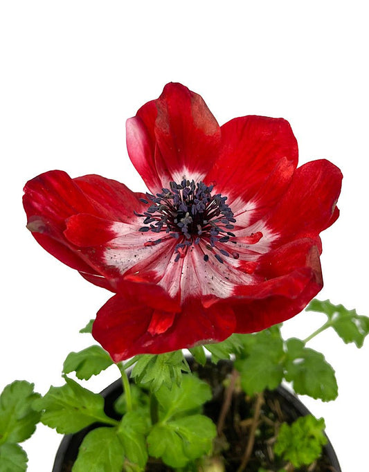 Anemone 'Harmony Scarlet' Quart - The Garden Corner