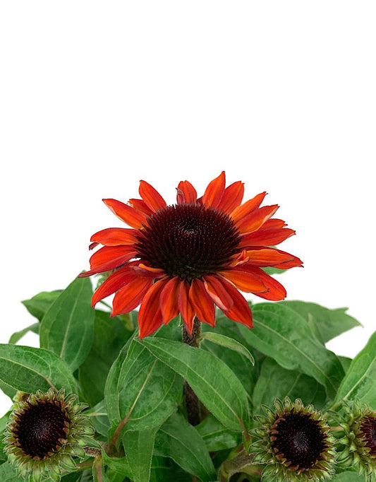 Echinacea 'Sombrero Sangrita' 1 Gallon - The Garden Corner