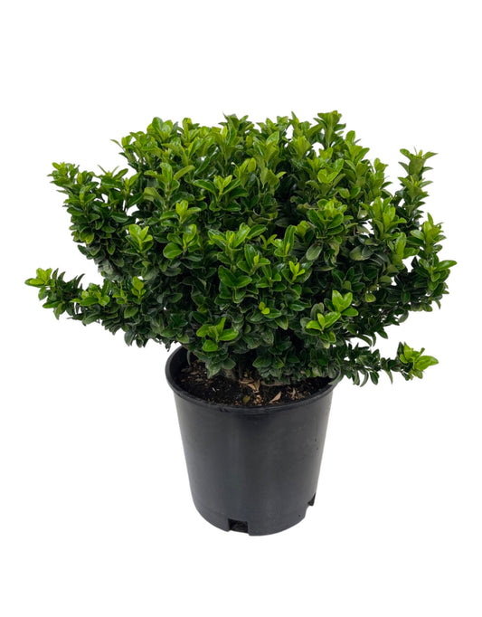 Euonymus japonicus 'Green Spire' - The Garden Corner