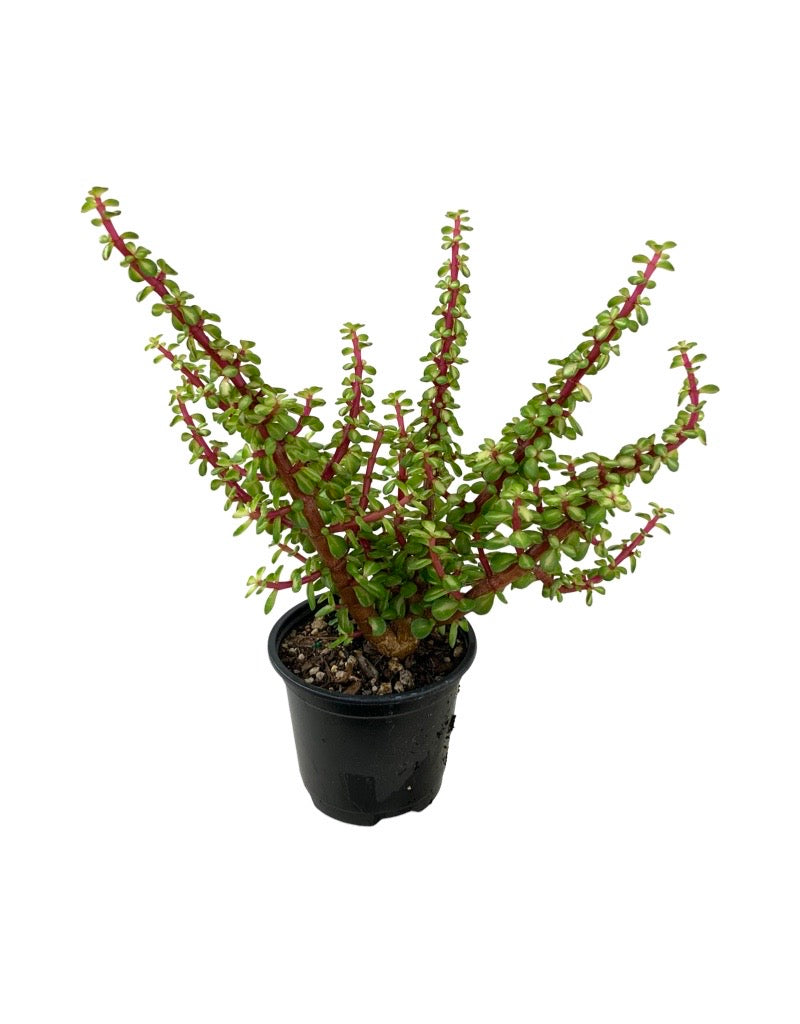 Portulacaria afra 'Mediopicta'