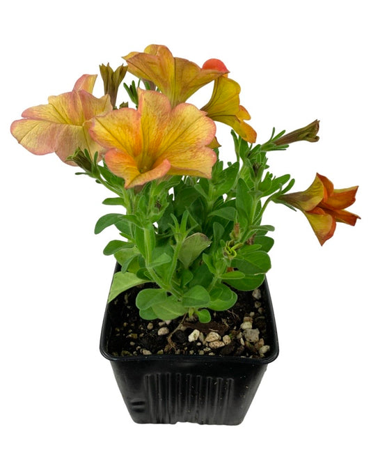 Petchoa 'SuperCal Sunset Orange'
