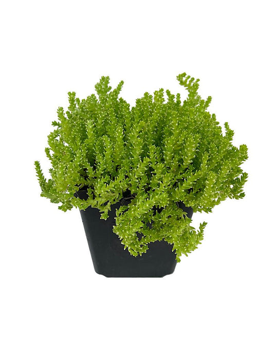 Sedum acre 'Aureum' - The Garden Corner