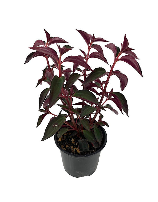 Arthrostemma parvifolium Quart - The Garden Corner