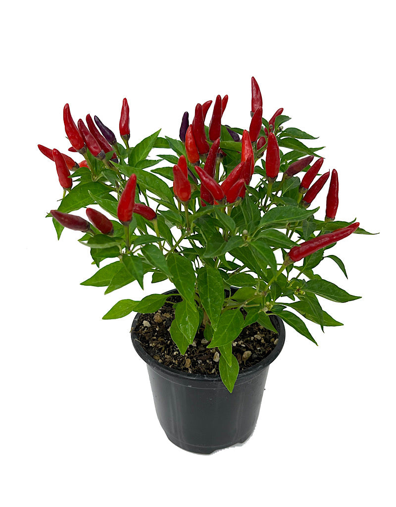 Capsicum annuum 'Sangria' Quart