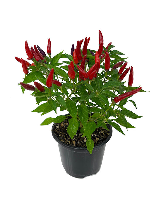 Capsicum annuum 'Sangria' Quart