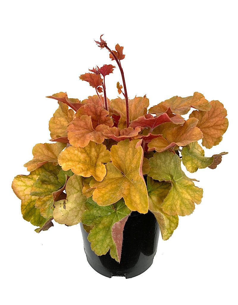 Heuchera 'Northern Exposure Amber'