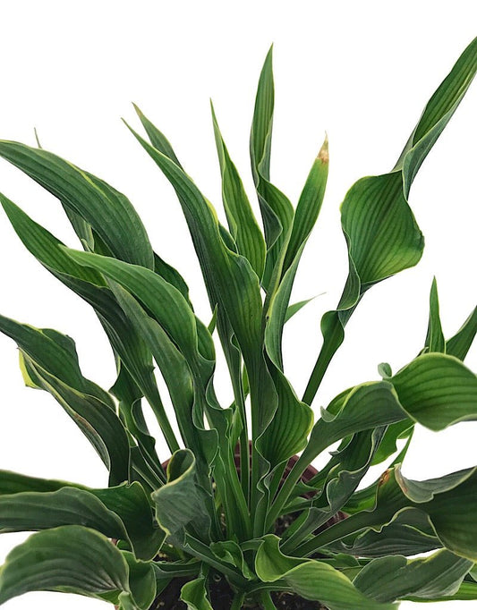 Hosta 'Praying Hands' 1 Gallon - The Garden Corner