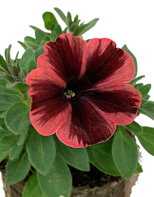 Petunia 'Sweetunia Fiona Flash'