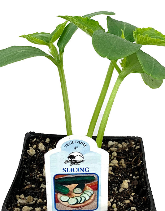 Cucumber 'Slicing'