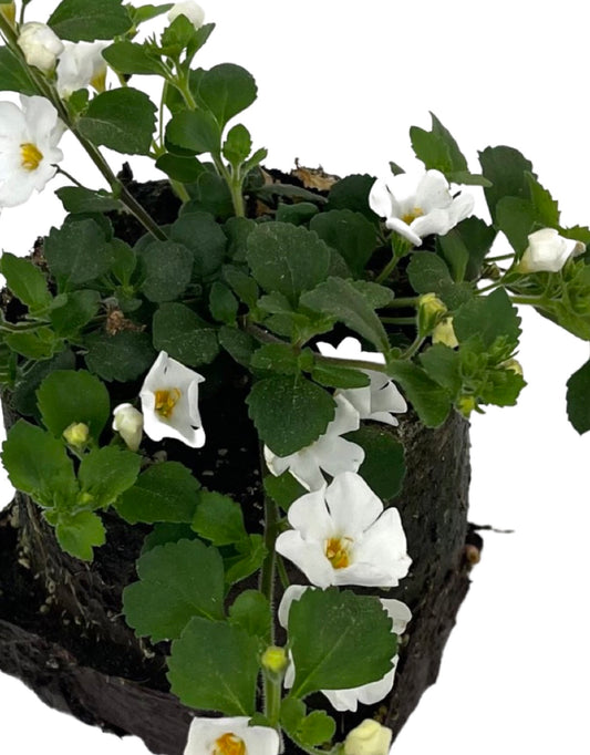 Bacopa 'Snowstorm Giant Snowflake'