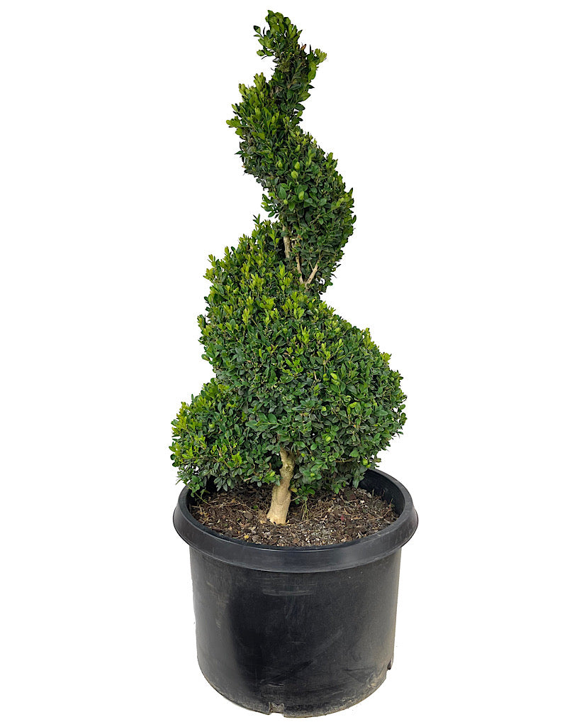 Buxus sempervirens Spiral Topiary
