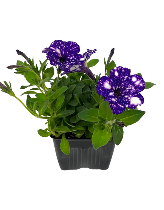 Petunia 'Headliner Night Sky'