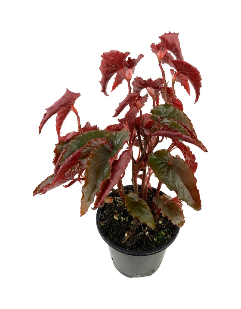 Begonia 'Black Magic