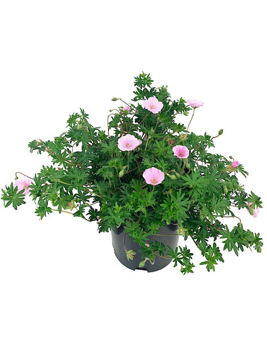 Geranium 'Apfelblute' 1 Gallon - The Garden Corner