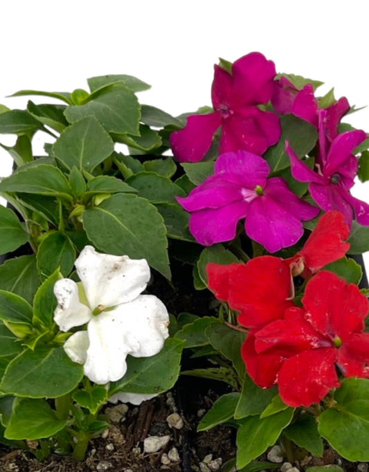 Impatiens 'Beacon Select Mix'