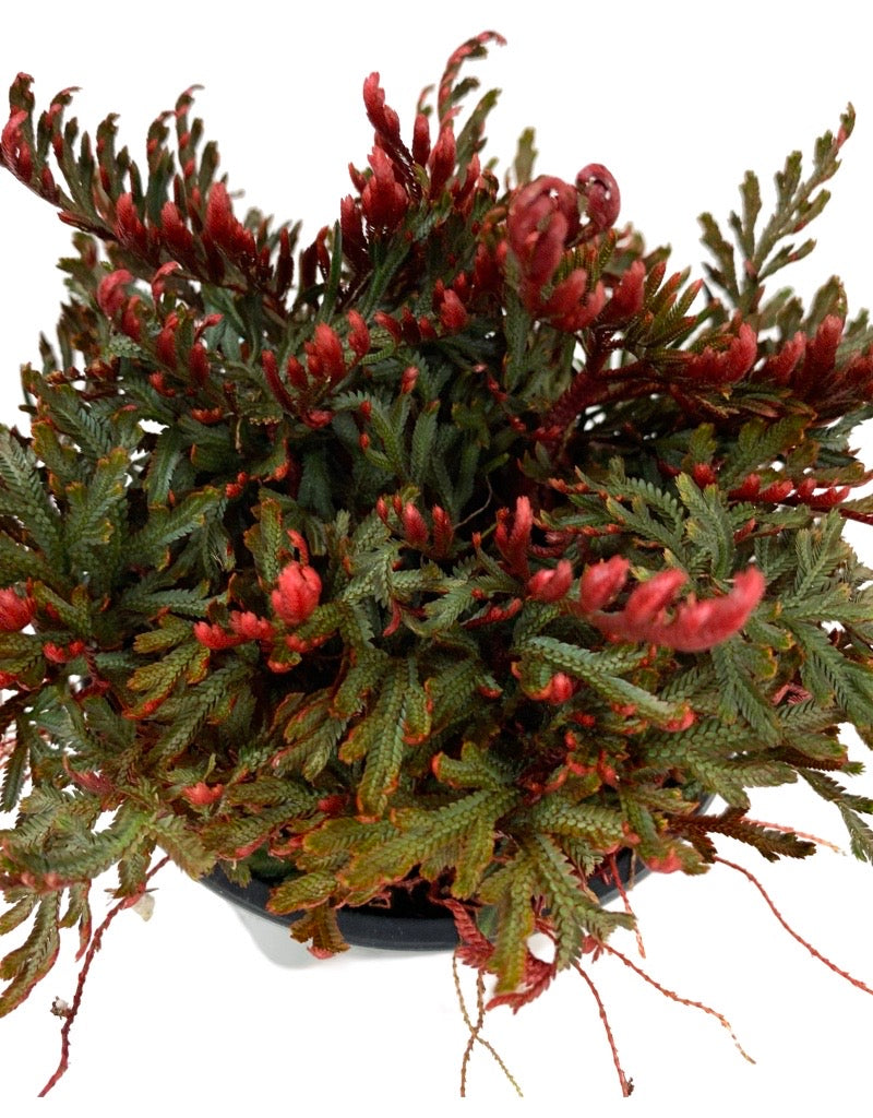 Selaginella erythropus 'Sanguinea'