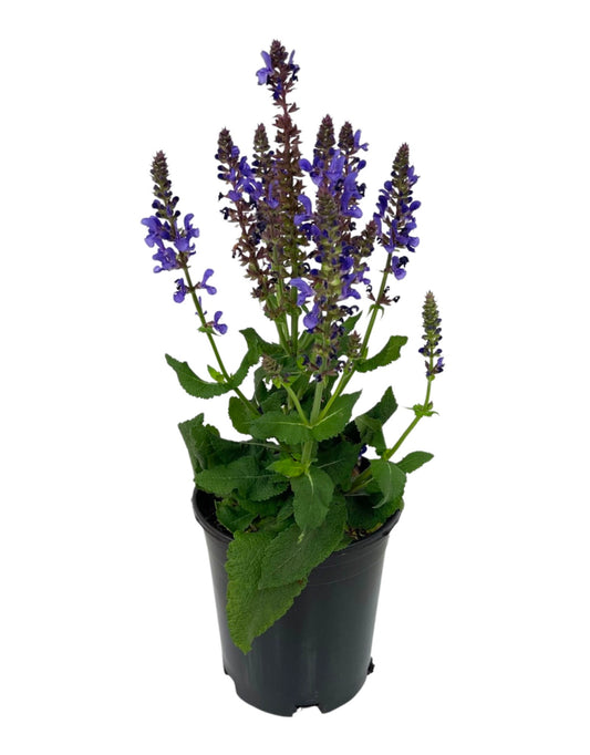 Salvia nemorosa 'Marvel Sky Blue' 1 Gallon - The Garden Corner