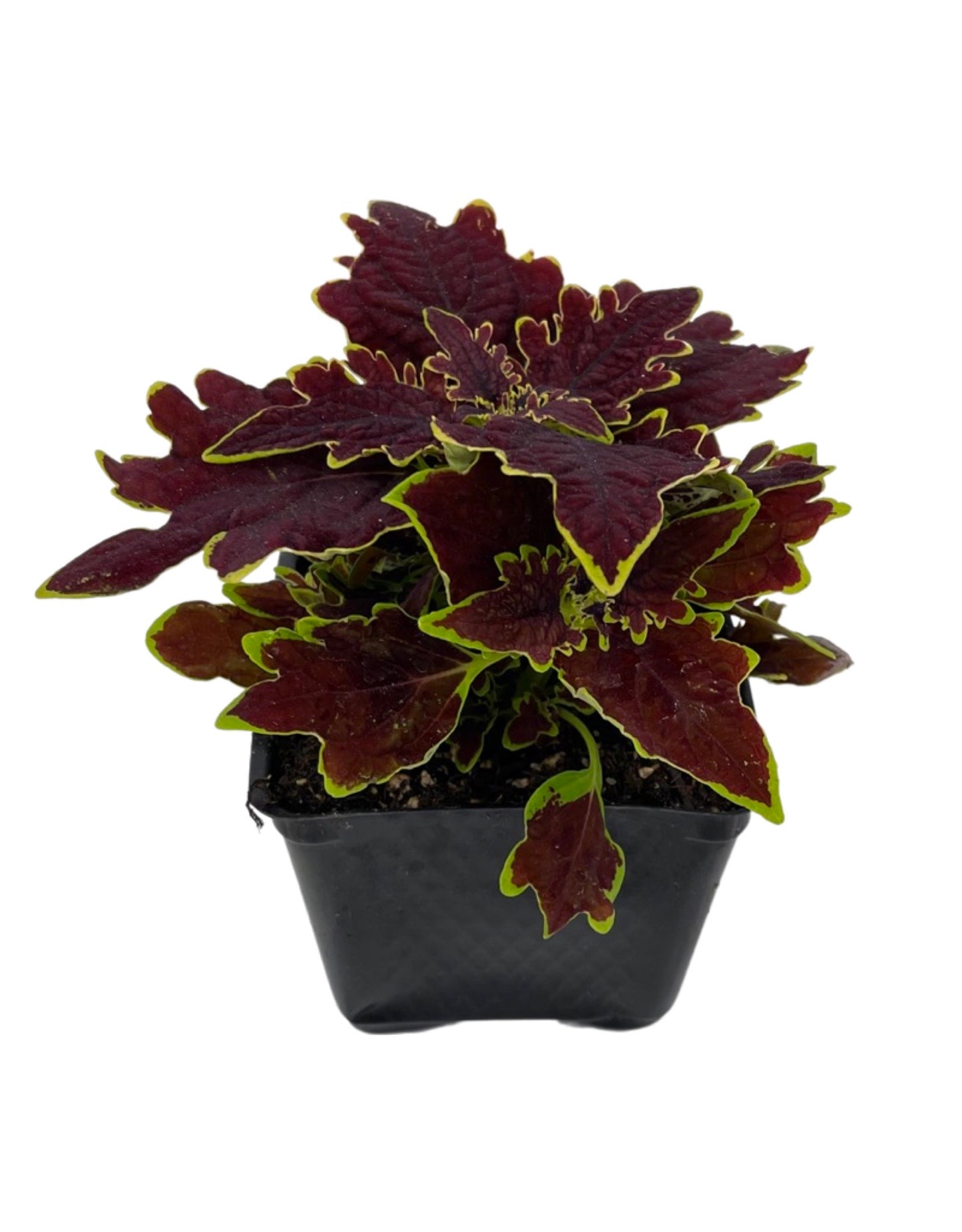 Coleus 'Limewire'