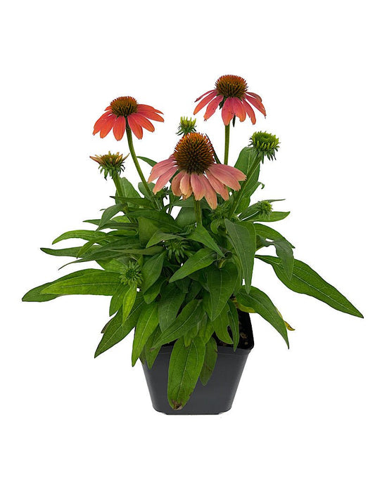 Echinacea 'Sombrero Poco Hot Coral' 1 Gallon - The Garden Corner