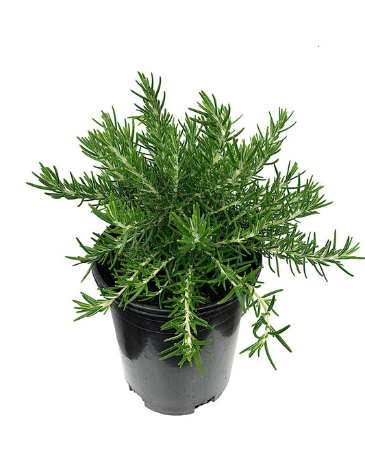 Rosmarinus officinalis 'Roman Beauty'