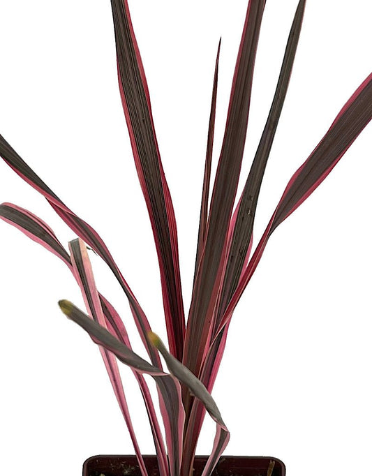 Cordyline 'Southern Splendor' Quart - The Garden Corner