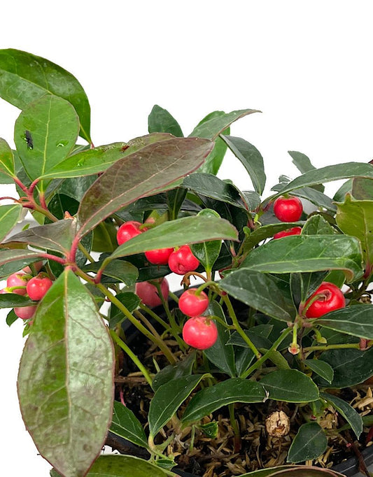 Gaultheria procumbens 'Berry Cascade' Quart - The Garden Corner