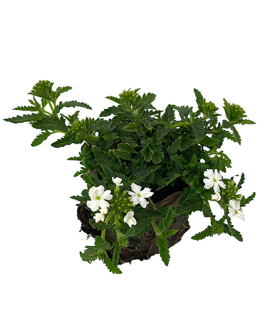 Verbena 'Lanai White'
