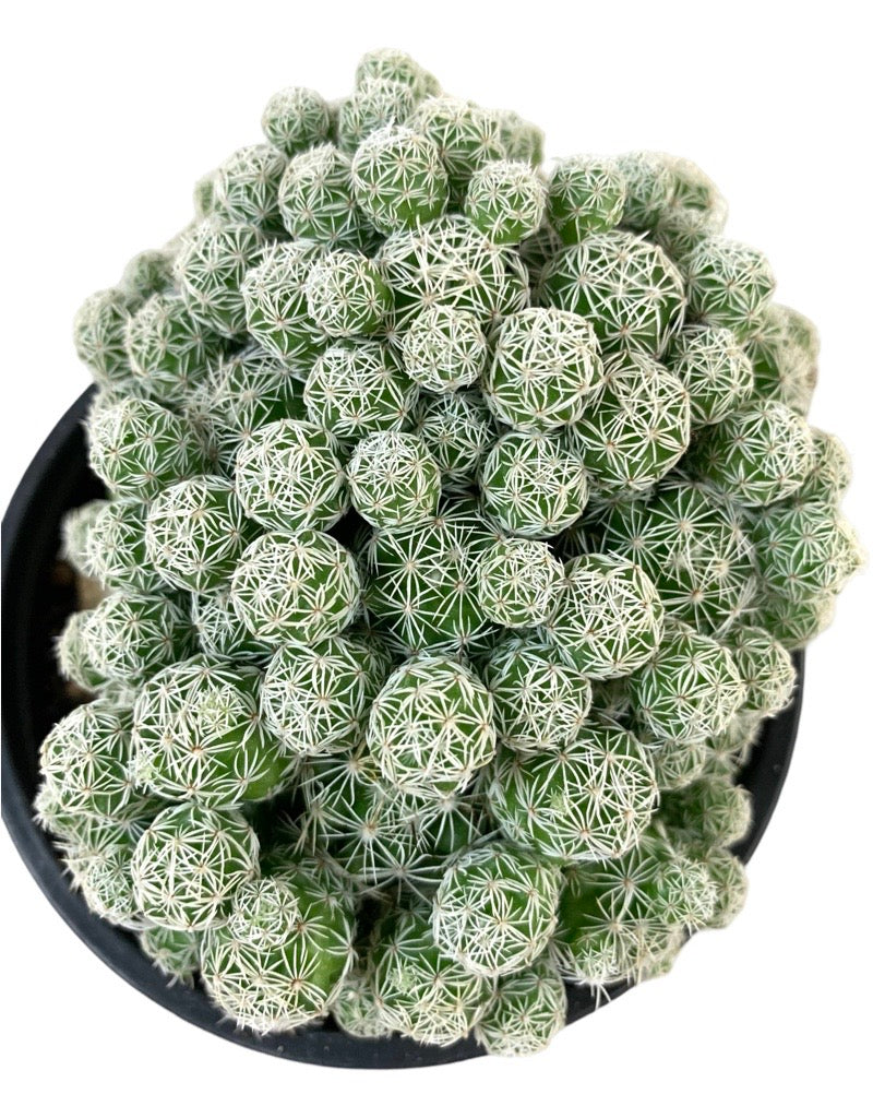 Mammillaria gracilis fragilis