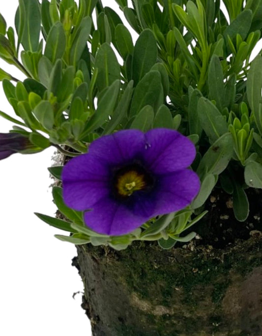 Calibrachoa 'Conga Dark Blue'