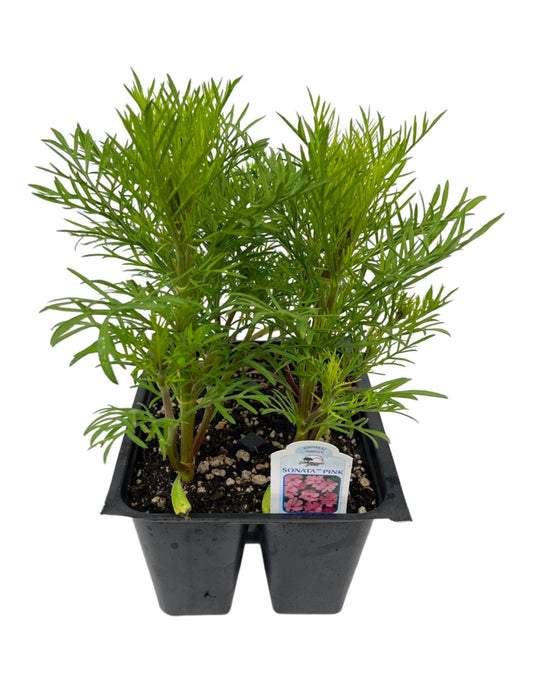 Cosmos 'Sonata Pink' Jumbo Traypack - The Garden Corner