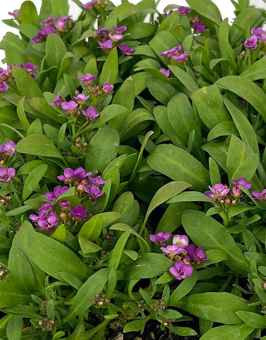 Alyssum 'Easter Bonnet Deep Pink' Jumbo Traypack - The Garden Corner