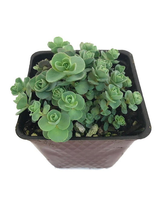 Sedum ewersii - 4 inch - The Garden Corner