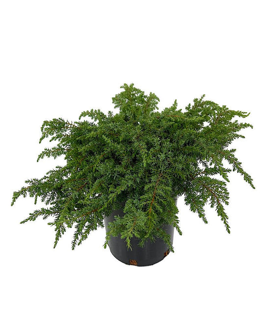 Juniperus c. 'Green Carpet' 1 Gallon - The Garden Corner