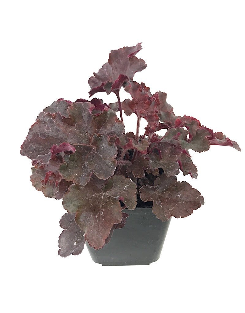 Heuchera micrantha 'Melting Fire' - Perennials