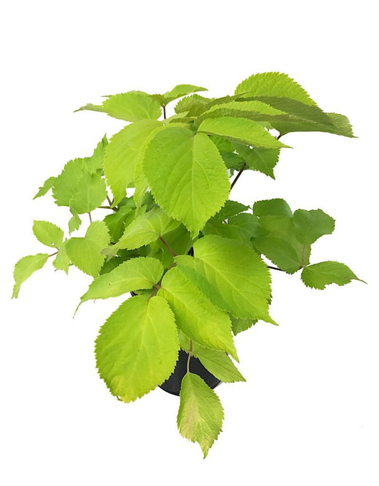 Aralia cordata 'Sun King' 1 Gallon - The Garden Corner