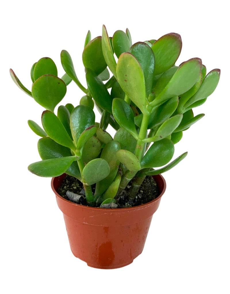 Crassula ovata