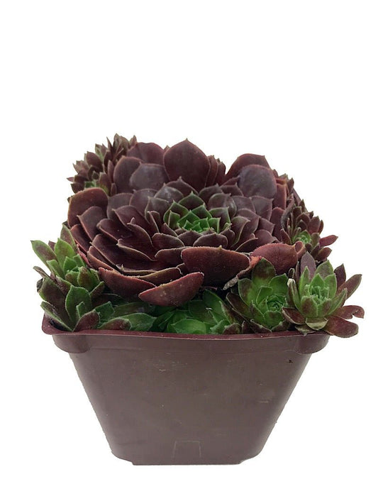 Sempervivum 'Rubikon' 4 inch - The Garden Corner