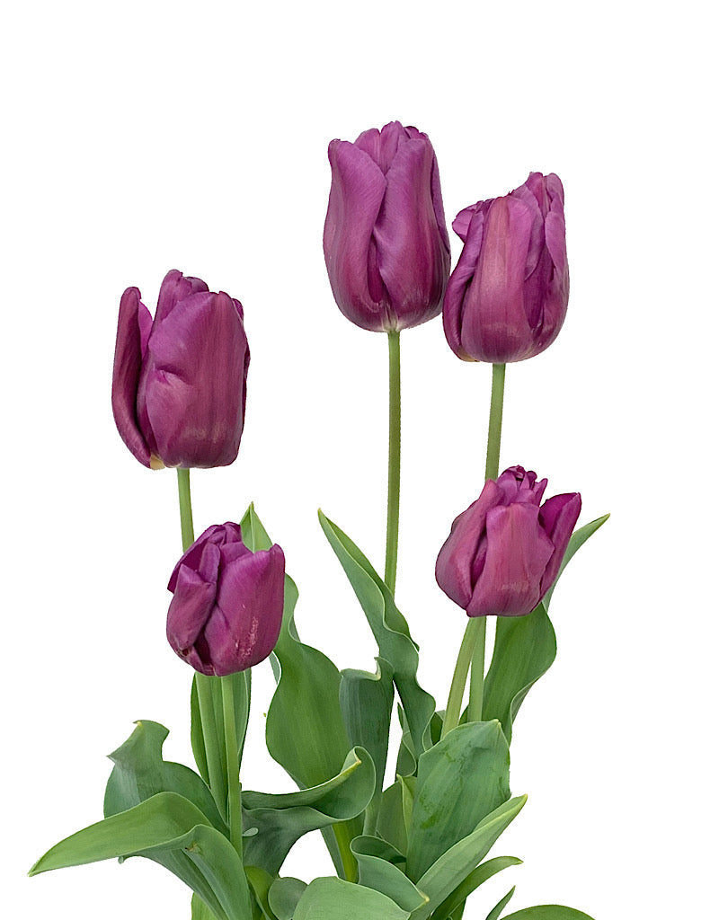 Tulip Purple 6 inch