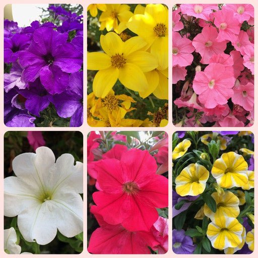 Rebel Basket Pre - Order - The Garden Corner