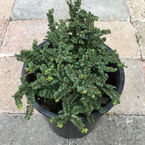 Ulmus parvifolia 'Hokkaido' - 1 gal - The Garden Corner