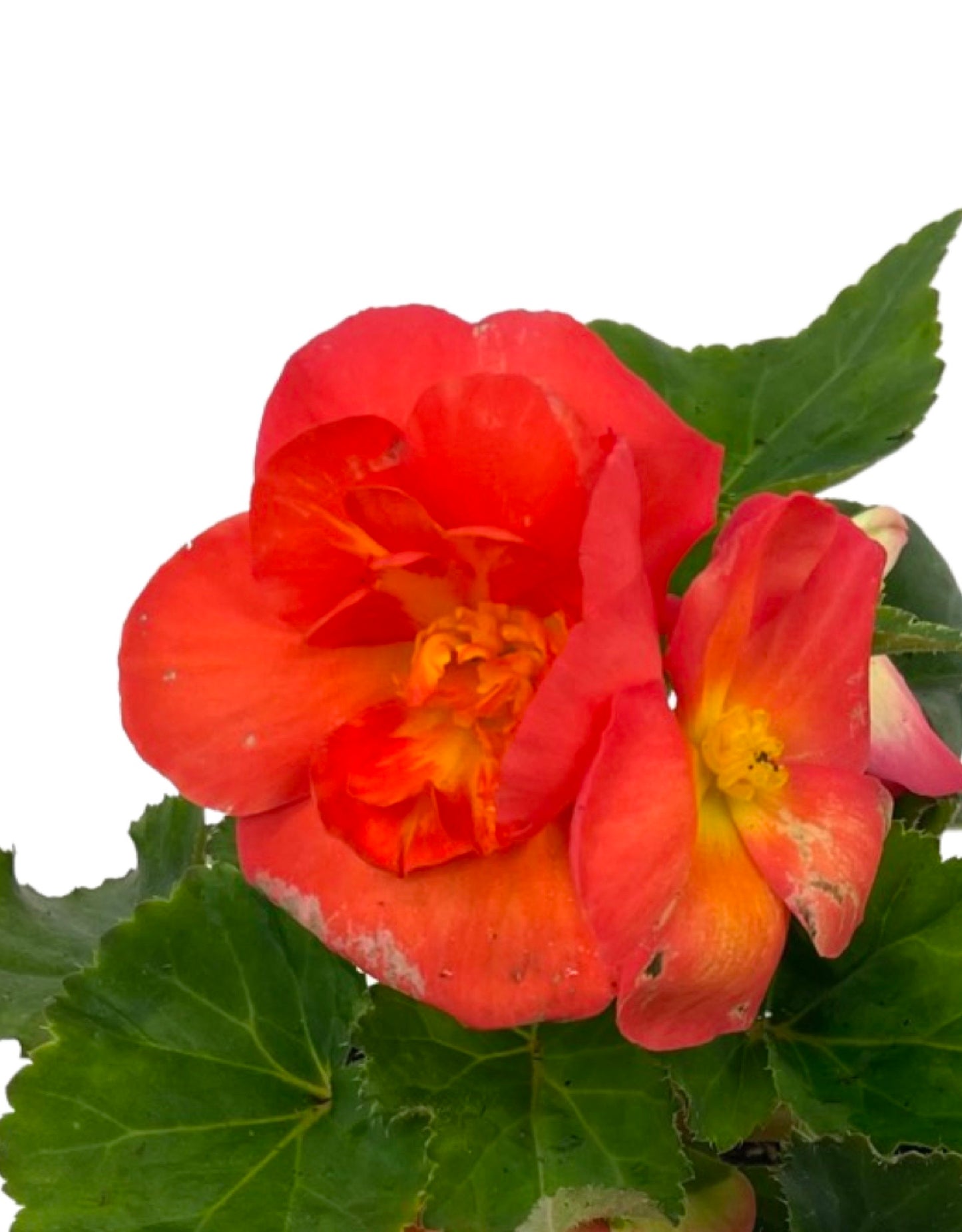 Begonia 'Nonstop Sunset'