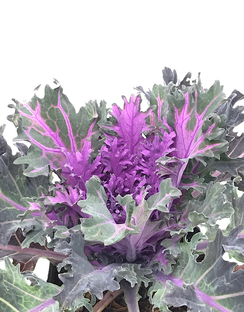 Kale 'Coral Queen' - 1 Gal
