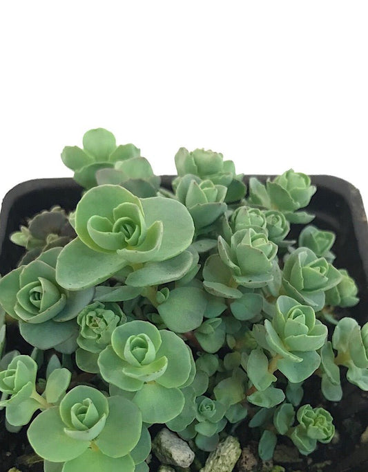 Sedum ewersii - 4 inch - The Garden Corner